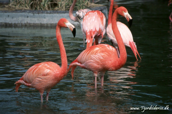 Zoo KBH 1998 0010.JPG